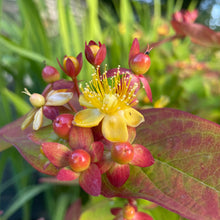 Load image into Gallery viewer, Hypericaceae - Hypericum Androsaemum - St John's Wort - Tustan - Yellow Flowering Shrub 5 Litre Pot