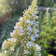 Load image into Gallery viewer, Buddleja Davidii 'White Profusion' - Butterfly Bush - White Flowering Shrub 4 / 5 Litre Pot