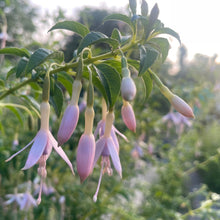 Load image into Gallery viewer, Fuchsia Whiteknights Pearl - Pink Flowering Shrub 4 Litre pot