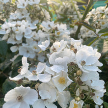 Load image into Gallery viewer, Rosa - Multiflora Rambling Rose - Wild White Rose 3 Litre Pot