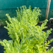 Load image into Gallery viewer, Autumn Joy succulent garden plant