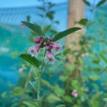 Load image into Gallery viewer, Symphoricarpos Albus - Common Snowberry Bush - Winter Plant 4 Litre Pot