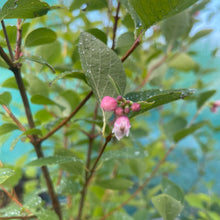 Load image into Gallery viewer, Symphoricarpos Albus - Common Snowberry Bush - Winter Plant 4 Litre Pot