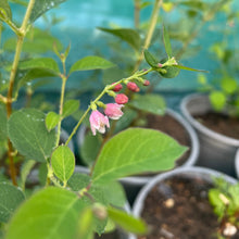 Load image into Gallery viewer, Symphoricarpos Albus - Common Snowberry Bush - Winter Plant 4 Litre Pot
