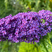 Load image into Gallery viewer, Buddleja Davidii 'Purple Emperor' - Butterfly Bush - Purple Flowering Shrub 5 Litre Pot