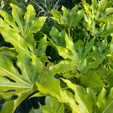 Load image into Gallery viewer, Japanese Aralia - Fatsia Japonica - False Caster Oil Plant - Tropicals 4 Litre Pot