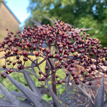 Load image into Gallery viewer, European Black Elderberry -Black Elder Sambucus Nigra 2 Litre Pot