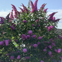 Load image into Gallery viewer, Buddleia purple flowering shrub