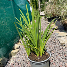 Load image into Gallery viewer, Hesperanthera Coccinea - River Lily 3 Litre Pot
