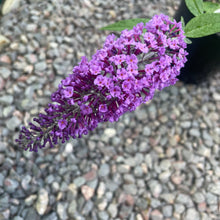 Load image into Gallery viewer, Buddleja Davidii 'Purple Emperor' - Butterfly Bush - Purple Flowering Shrub 5 Litre Pot