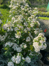 Load image into Gallery viewer, Choisya Ternata - Mexican Orange - White Flowering Bush 2 Litre Pot