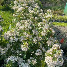 Load image into Gallery viewer, mexican orange hedge