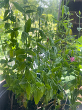 Load image into Gallery viewer, Jasminum Stephanense - Pink Fragrant Flowering Creeping Vine 2 Litre Pot