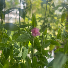 Load image into Gallery viewer, pink flowering vine