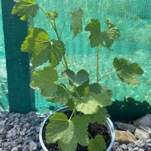 Load image into Gallery viewer, Redcurrent - Ribes Ruben 'Jonkheer van Tets' 2 Litre Pot