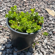 Load image into Gallery viewer, Saxifraga Cuneifolia - Evergreen Succulent Ground Cover Plant 1.5 Litre Pot