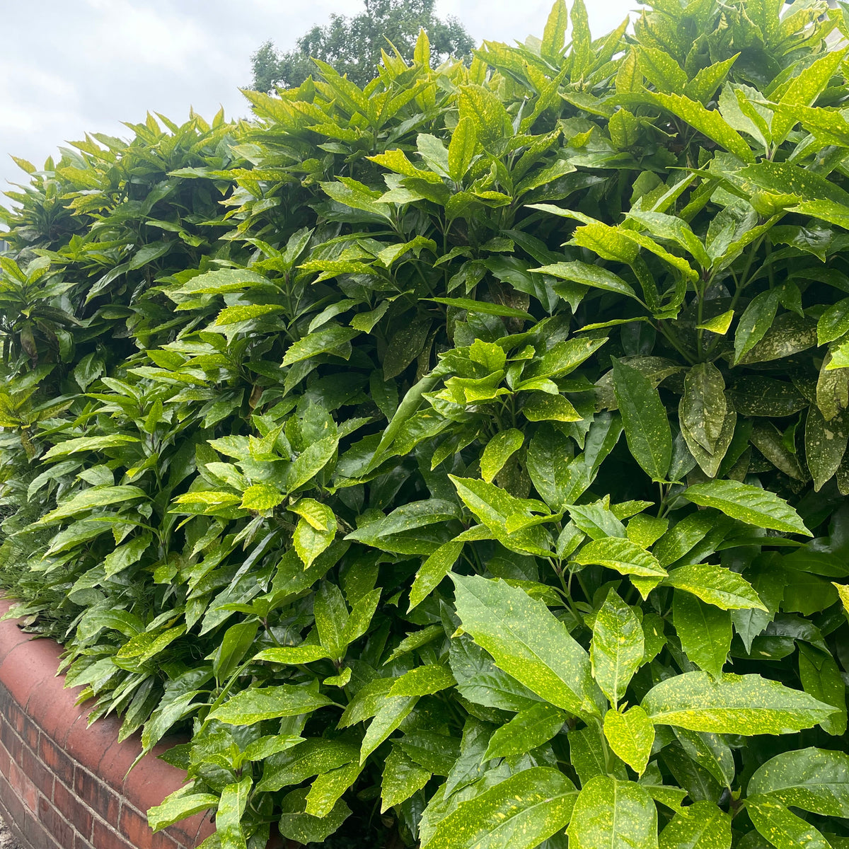 spotted laurel house plant Aucuba japonica - Spotted Laurel