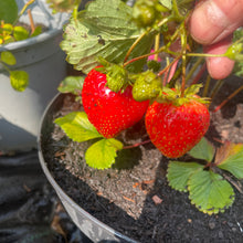 Load image into Gallery viewer, Fragaria X Ananassa - Honeoye- Garden Srawberry Plant