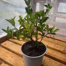 Load image into Gallery viewer, Euonymus Japonicas Green Spire