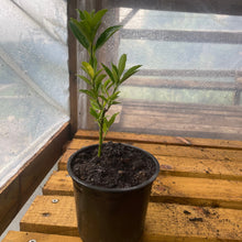 Load image into Gallery viewer, Green sprire spindle tree