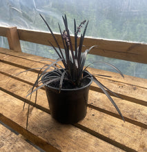 Load image into Gallery viewer, Ophiopogon Planiscapus 'Nigrescens'- Black Mondo Grass 1.5 Litre Pot