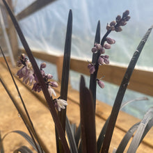 Load image into Gallery viewer, Black monzo grass flowering