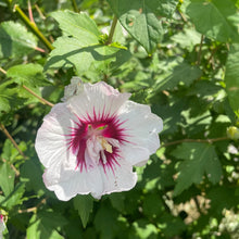 Load image into Gallery viewer, Hibiscus flowerng shrub