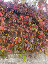 Load image into Gallery viewer, Parthenocissus Quinquefolia - Creeping Virginia - Five leaved Ivy - Autumn Creeper Plant 2 / 3 Litre Pot