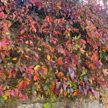 Load image into Gallery viewer, Creeping virginia Autumn Vine