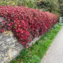 Load image into Gallery viewer, Creeping Virginia