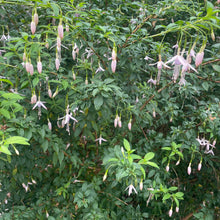 Load image into Gallery viewer, Fuchsia Whiteknights Pearl - Pink Flowering Shrub 4 Litre pot