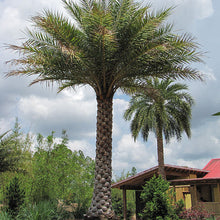 Load image into Gallery viewer, Date Palm - Phoenix Dactylifera - Outdoor Palm Tree 2 Litre Pot