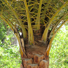 Load image into Gallery viewer, Date Palm - Phoenix Dactylifera - Outdoor Palm Tree 2 Litre Pot