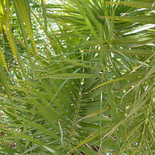 Load image into Gallery viewer, Date Palm - Phoenix Dactylifera - Outdoor Palm Tree 2 Litre Pot