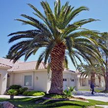 Load image into Gallery viewer, Date Palm - Phoenix Dactylifera - Outdoor Palm Tree 2 Litre Pot