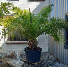 Load image into Gallery viewer, Date Palm - Phoenix Dactylifera - Outdoor Palm Tree 2 Litre Pot