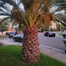 Load image into Gallery viewer, Date Palm - Phoenix Dactylifera - Outdoor Palm Tree 2 Litre Pot