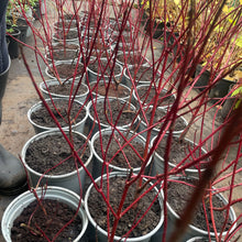 Load image into Gallery viewer, Winter Dogwood Plants