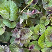 Load image into Gallery viewer, Viola Riviniana, - Common Dog-Violet