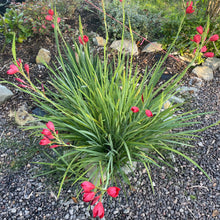 Load image into Gallery viewer, Hesperanthera Coccinea - River Lily 3 Litre Pot