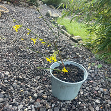 Load image into Gallery viewer, Potted winter jasmine