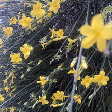 Load image into Gallery viewer, Winter Flowering Shrub