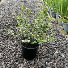 Load image into Gallery viewer, Euonymus Fortunei 'Emerald Gaiety' - Winter Creeper Evergreen Small Shrub 1.5 Litre Pot
