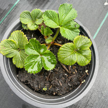 Load image into Gallery viewer, Fragaria X Ananassa - Honeoye - Garden Srawberry Plant 1.5 Litre Pot