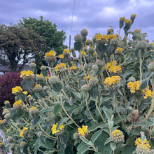 Load image into Gallery viewer, phlomis