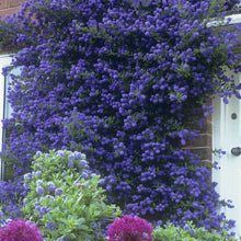 Load image into Gallery viewer, Californian Lilac tree