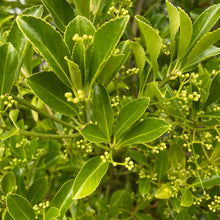 Load image into Gallery viewer, Euonymus Japonicas Green Spire - Evergreen Shrub clsose up