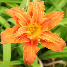 Load image into Gallery viewer, Orange flowering perennials