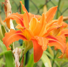 Load image into Gallery viewer, Hermercallis H. Fulva ‘Kwanso’, Kwanso Double Daylily 2/3 Litre Pot