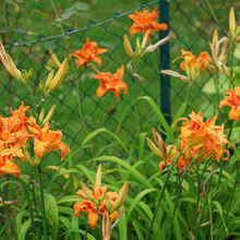 Load image into Gallery viewer, Orange bedding flowers